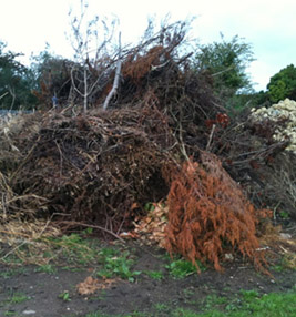 removing tree and soil in a garden in bournemouth